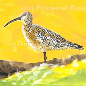 Original Curlew Painting